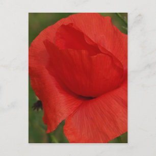 Rode papaver briefkaart