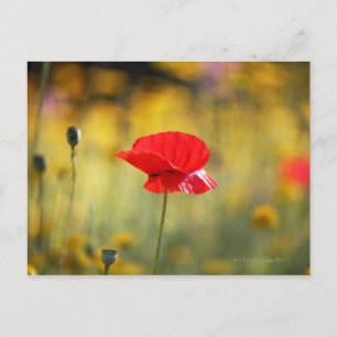 Rode papaver briefkaart