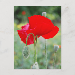 rode papaver briefkaart