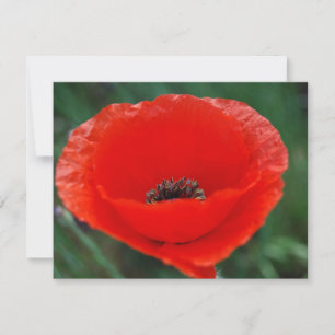 Rode papaver en betekenis