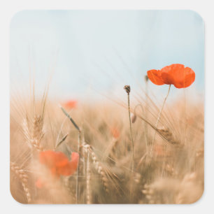 Rode papaver en goudgerst vierkante sticker