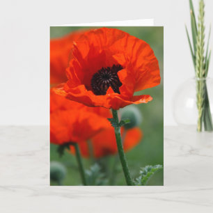 Rode Papaver Feestdagen Kaart
