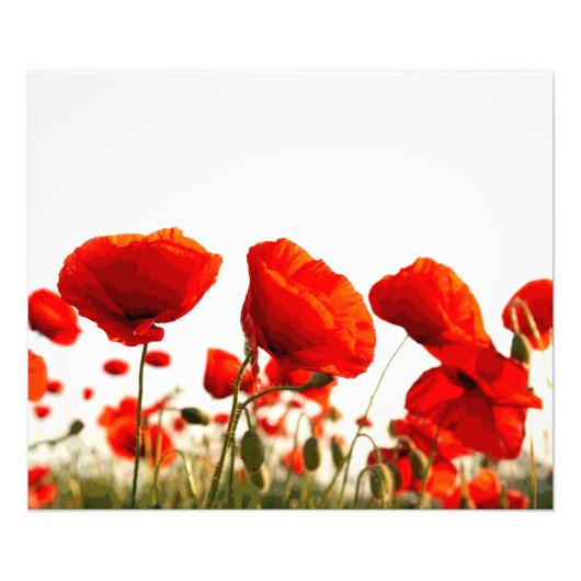 Rode papaver foto afdruk (Voorkant)