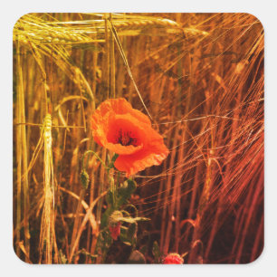 Rode papaver in Golden Wheat Field Thanksgiving Vierkante Sticker