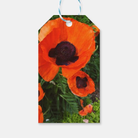Rode papaver Labels Cadeaulabel (Voorkant)