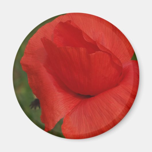 Rode papaver magneet (Voorkant)