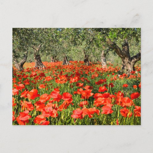 Rode papaver onder oude olijfbomen briefkaart (Voorkant)
