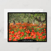 Rode papaver onder oude olijfbomen briefkaart (Voorkant / Achterkant)