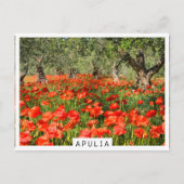 Rode papaver onder oude olijfbomen briefkaart (Voorkant)