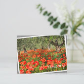 Rode papaver onder oude olijfbomen briefkaart (Staand voorkant)