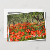 Rode papaver onder oude olijfbomen briefkaart (Voorkant / Achterkant)