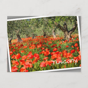 Rode papaver onder oude olijfbomen briefkaart