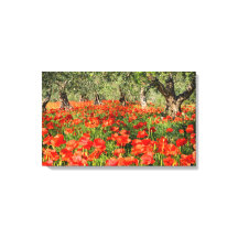 Rode papaver onder oude olijfbomen