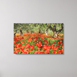 Rode papaver onder oude olijfbomen canvas afdruk