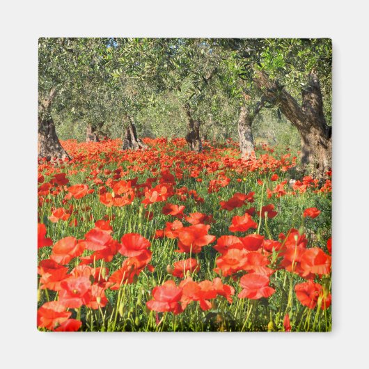 Rode papaver onder oude olijfbomen magneet (Voorkant)