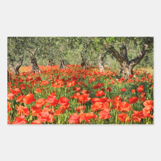Rode papaver onder oude olijfbomen rechthoekige sticker (Voorkant)