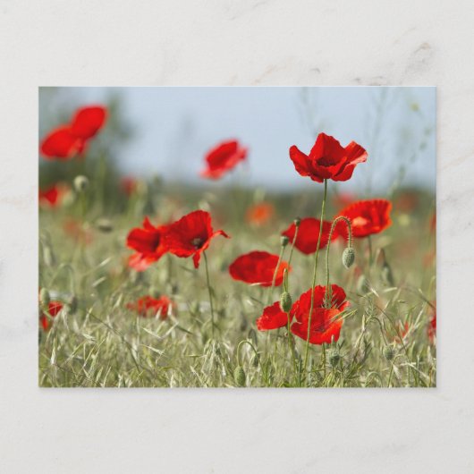 rode papaver op het veld briefkaart (Voorkant)