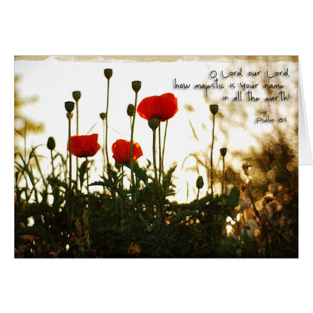 Rode papaver op zonsondergang (Voorkant Horizontaal)