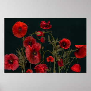 Rode papaver op zwart poster