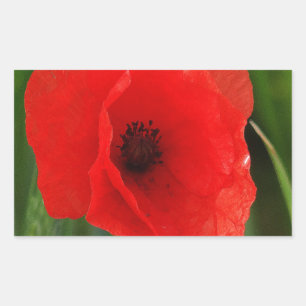 Rode papaver rechthoekige sticker
