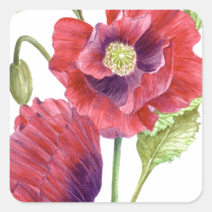 Rode papaver vierkante sticker