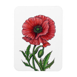 Rode papaver, waterverf en inkt magneet