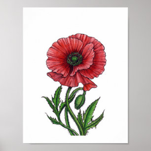 Rode papaver, waterverf en inkt poster