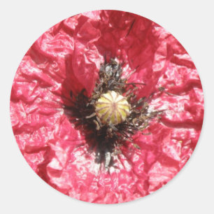 rode papaverblaasjes macrostickers ronde sticker