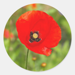Rode papaverbloem ronde sticker