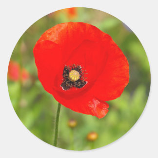 Rode papaverbloem ronde sticker