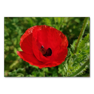 Rode papaverbloemen florale natuur bloeiende tuinf kaart