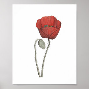 Rode papaverfleskool poster