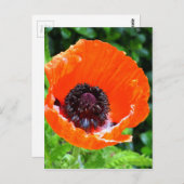 Rode papaverfoto briefkaart (Voorkant / Achterkant)