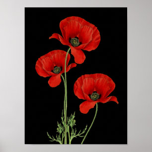  rode papavers botanische afdrukken poster