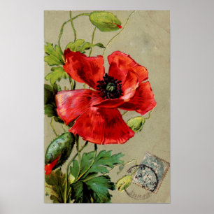 rode papavery — afdrukken poster