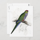 Rode Parrakeet (Vrouw) door Edward Lear Briefkaart (Voorkant / Achterkant)