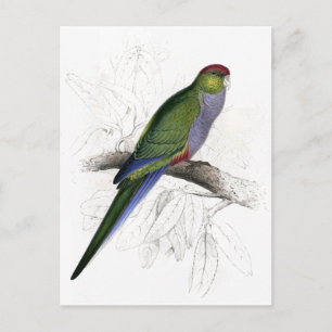 Rode Parrakeet (Vrouw) door Edward Lear Briefkaart