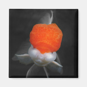 Rode Pet Oranda Goldfish Magnet Magneet