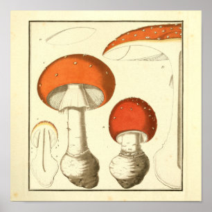 rode Petten paddenstoelen Kunst afdrukken Poster