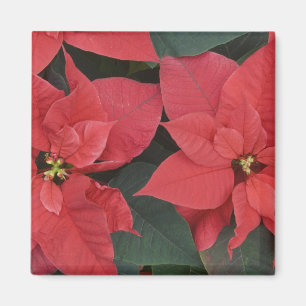 Rode Poinsettia Detail (Euphorbia pulcherrima) Magneet