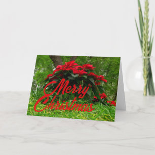 Rode Poinsettia Feestdagen Kaart