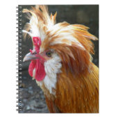 Rode Poolse kippenfoto Notitieboek (Voorkant)