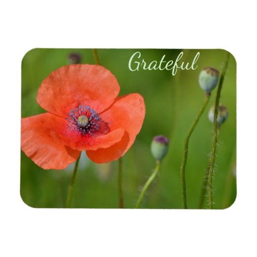  Rode Poppy Gratitude Magneet (Horizontaal)