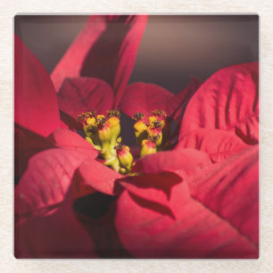 Rode punsettia kerstbloem glazen onderzetter