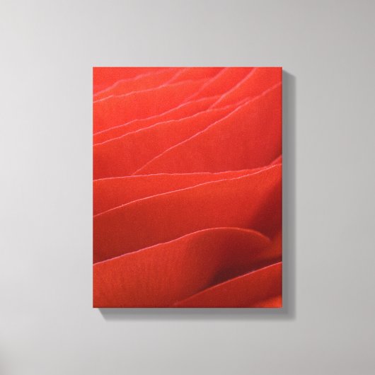 Rode Ranunculus Bloemblaadjes Canvas Afdruk (Voorkant)