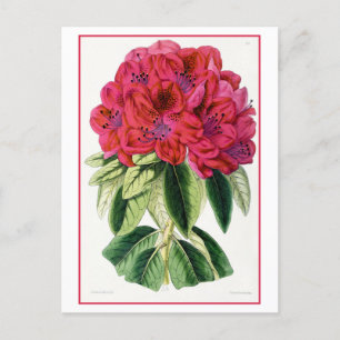 Rode Rhododendron  Botanisch Briefkaart