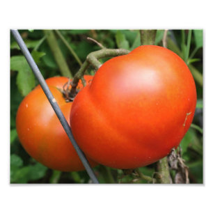 Rode rijpe tuintomaten op de wijnstok 8x10 foto afdruk
