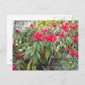 Rode Rododendrons Briefkaart (Voorkant / Achterkant)