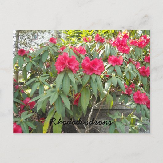 Rode Rododendrons Briefkaart (Voorkant)