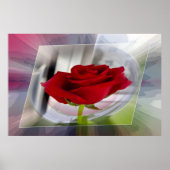 Rode roos 2 poster (Voorkant)